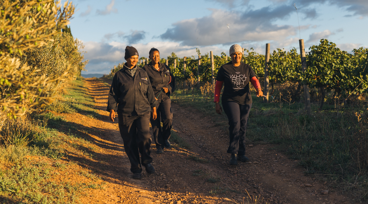 Harvest Report 2026 Gabriëlskloof Wines