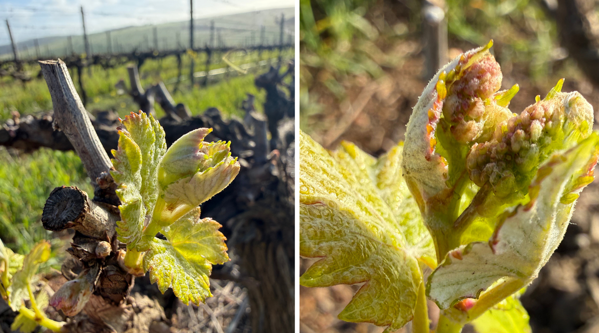 September 2026 - Budbreak! Gabriëlskloof Wines