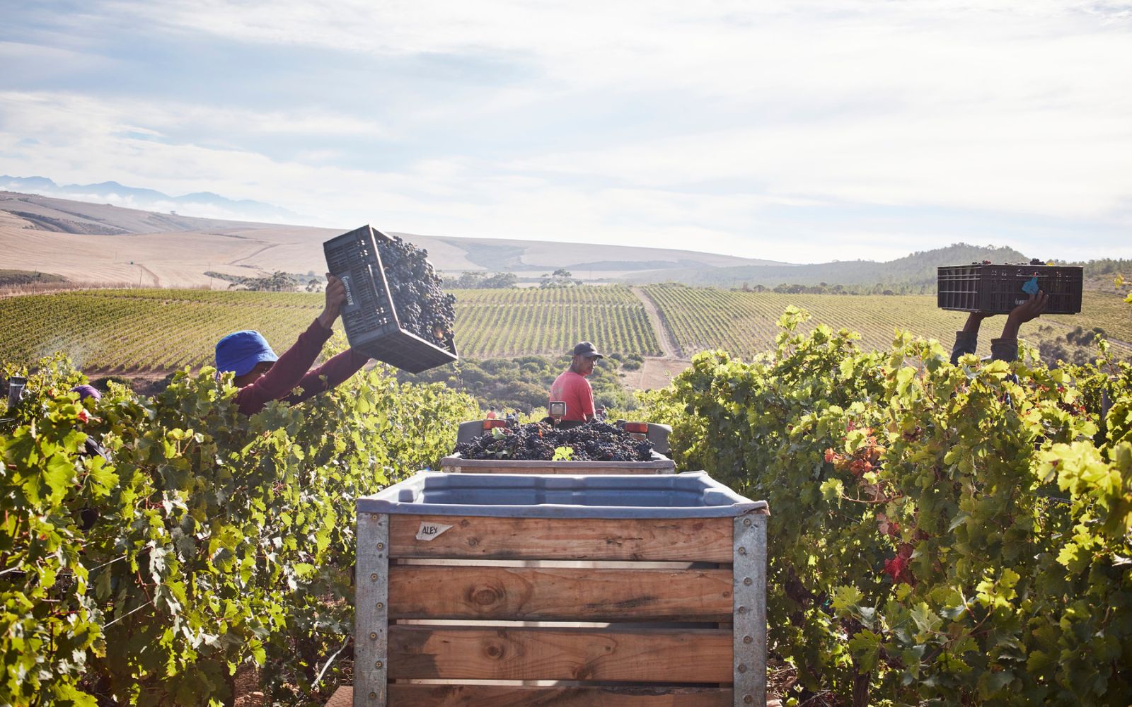 Gabrielskloof team throwing cases onto the tractor