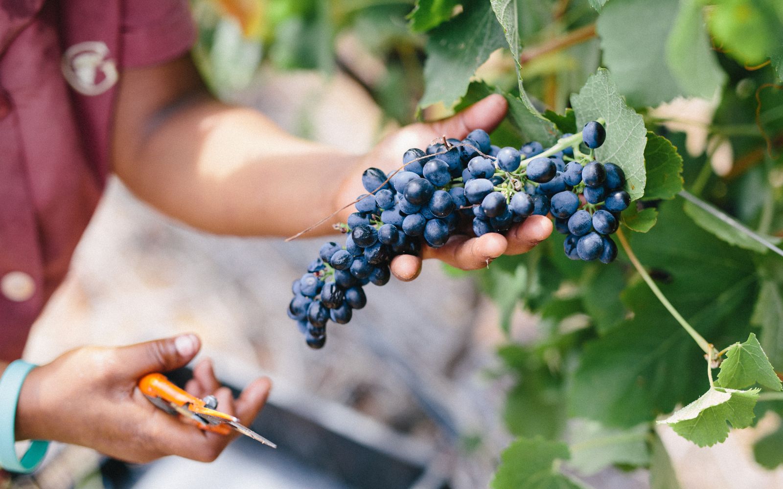 Picking grapes at Gabrielskloof